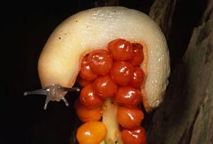 Images Dated 26th November 2012: White Slug - on Lords & Ladies berries - UK