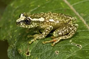 White-snouted Reed Frog - adult male on leaf