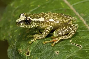 Central Africa Prints: White-snouted Reed Frog - adult male on leaf - Nyungwe - Rwanda - Africa