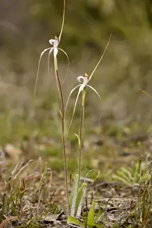 Graceful Prints: White Spider Orchid - redacta in woodland