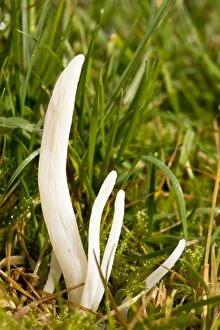 Images Dated 22nd November 2011: White Spindles fungi - in acid grassland