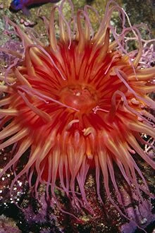 White-spotted ANEMONE