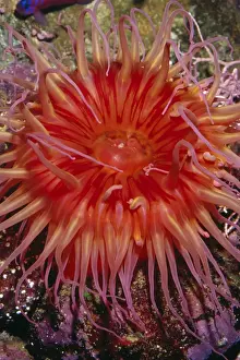 Tentacles Prints: White-Spotted Anemone Monterey Bay, California