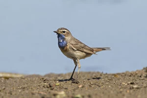 Passerine Bird Gallery: White-spotted Bluethroat - adult male - Germany Date: 25-Mar-19
