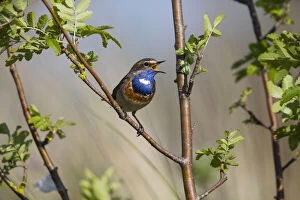 White-spotted Bluethroat - male, singing and displaying, Lower Saxony, Germany Date: 11-Feb-19