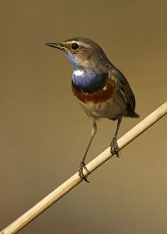Images Dated 19th April 2011: White-spotted Bluethroat male reedbed April