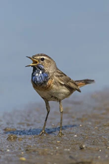 White-spotted Bluethroat - singing male - Germany Date: 25-Mar-19
