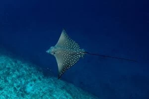 Images Dated 1st January 2012: White-spotted Eagle Ray