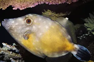 White-spotted Filefish Bermuda. Florida to Brazil