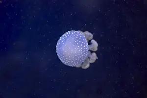 Marine Prints: White-Spotted Jellyfish Phyllorhiza punctata IN000663
