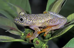 White Spotted Prints: White Spotted Reed Frog - Ranomafana National Park - Madagascar