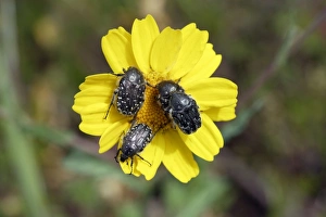 Images Dated 10th April 2007: White Spotted Rose Beetle - 4 on flower, Extremadura, Spain