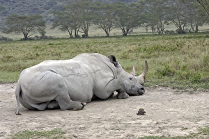 Images Dated 21st August 2004: White / Square-lipped Rhinoceros - on rolling area. Nakuru - Kenya - Africa