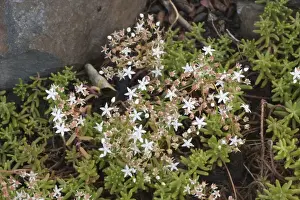 Succulent Prints: White stonecrop (Sedum album); widespread in Europe