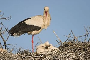 Images Dated 7th May 2004: White Stork