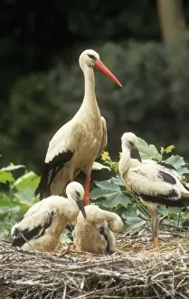 White Stork CAN 63 Parent with young at nest Ciconia c. &copy; John Cancalosi / ardea. com