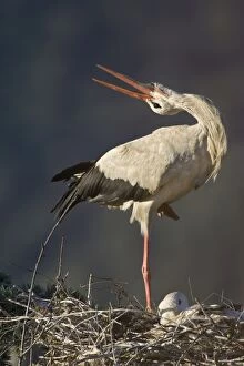 Images Dated 6th June 2005: White Stork - Adult bird in courtship display showing the ritualistic throwing back of head