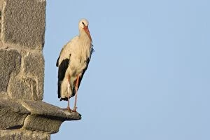 Images Dated 6th June 2005: White Stork-Adult bird perched on the ledge of a bell tower-Manzanares el Real-Spain