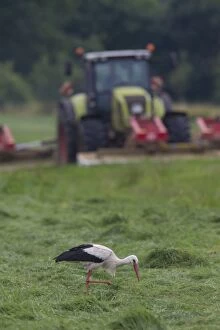 Storks Gallery: White Stork adult foraging on a meadow next to