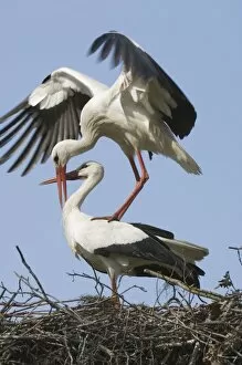 Images Dated 27th March 2007: White stork - Adult male and female display