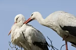 Images Dated 27th March 2007: White stork Adult male and female display The Netherlands, Drente, Breedingstation ´De Lokkerij´