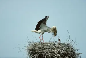 Poland Prints: White Stork - Bringing nesting material to nest Biebrza Marsh, Poland BI006115