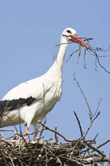 Images Dated 27th March 2007: White stork - Building nest