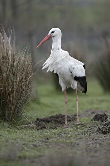 Storks Gallery: White Stork - Captive - UK
