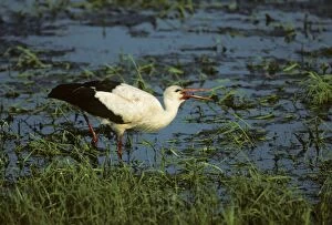 White Stork - Catching Insects