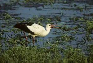 Poland Prints: White Stork - Catching Insects Biebrza Marsh, Poland BI006120