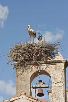 Boulder Gallery: White Stork (Ciconia ciconia) nesting