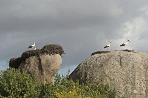 Images Dated 26th January 2011: White Stork (Ciconia ciconia) nesting