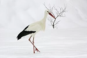 White Stork - Collecting nest material in snow at breeding grounds in april