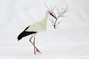 Twigs Prints: White Stork - Collecting nest material in snow at breeding grounds in april
