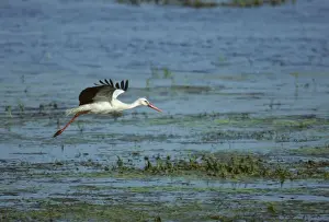 Poland Prints: White Stork - Coming in to land Biebrza Marsh, Poland BI006894