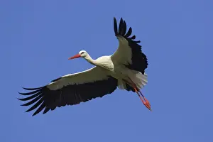 Landing Prints: White Stork - Coming in to land Ciconia ciconia Extremadura, Spain BI009627