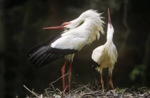 Images Dated 23rd February 2011: White STORK - Couple carrying out courtship behaviour at nest
