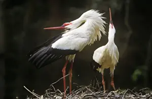 White Stork - couple carrying out courtship behaviour at nest