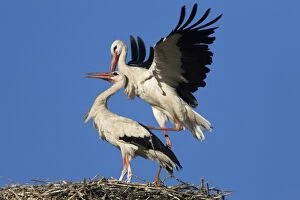 White Stork - Two courting adult birds showing copulation