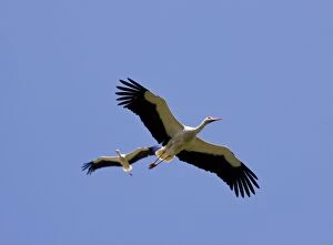 Images Dated 14th April 2009: White Stork - in flight