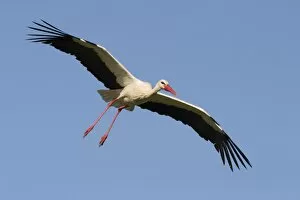 White Stork - In flight with a blue sky background