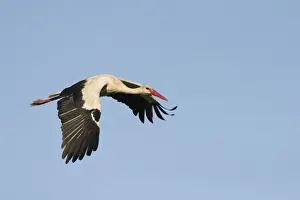 White Stork - In flight with a blue sky background - Extremadura - Spain