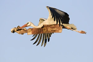 Images Dated 6th June 2005: White Stork - In flight carrying nest material