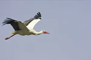 White Stork - In flight. Extramadura, Spain BI002847
