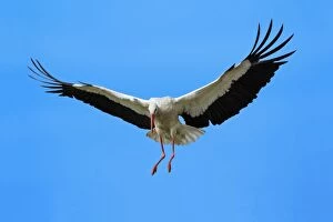 Images Dated 11th April 2007: White Stork - in flight, Extremadura, Spain