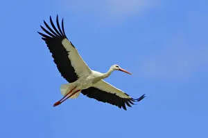 White Stork - in flight, Extremadura, Spain