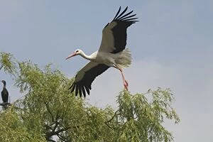 Images Dated 11th June 2005: White Stork in flight - At Het Zwin Nature Reserve, near Knokke, Belgium