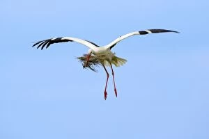 Images Dated 11th April 2007: White Stork - in flight with nest material in beak, Extremadura, Spain