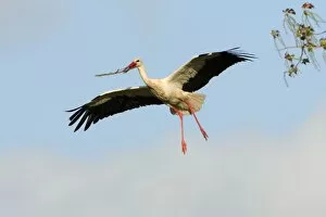 Images Dated 30th March 2008: White Stork - in flight, with nest material in beak