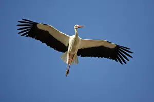 White Stork - in flight, soaring in air thermals, Extremadura, Spain
